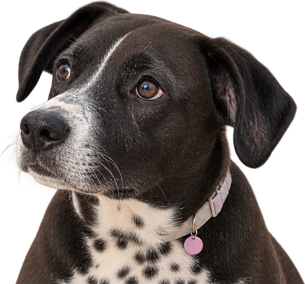 Dora the Potcake, a dark dog with a white blaze down her muzzle and a speckled white chest, looking away to one side