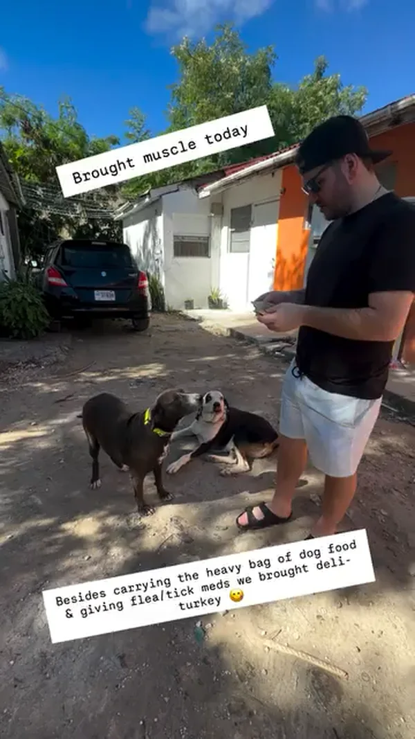 A man standing with two dogs in a yard, having carried in food and flea treatment