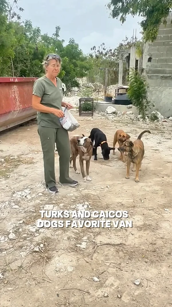 A volunteer in green scrubs holding a bag of food, surrounded by four dogs on open ground