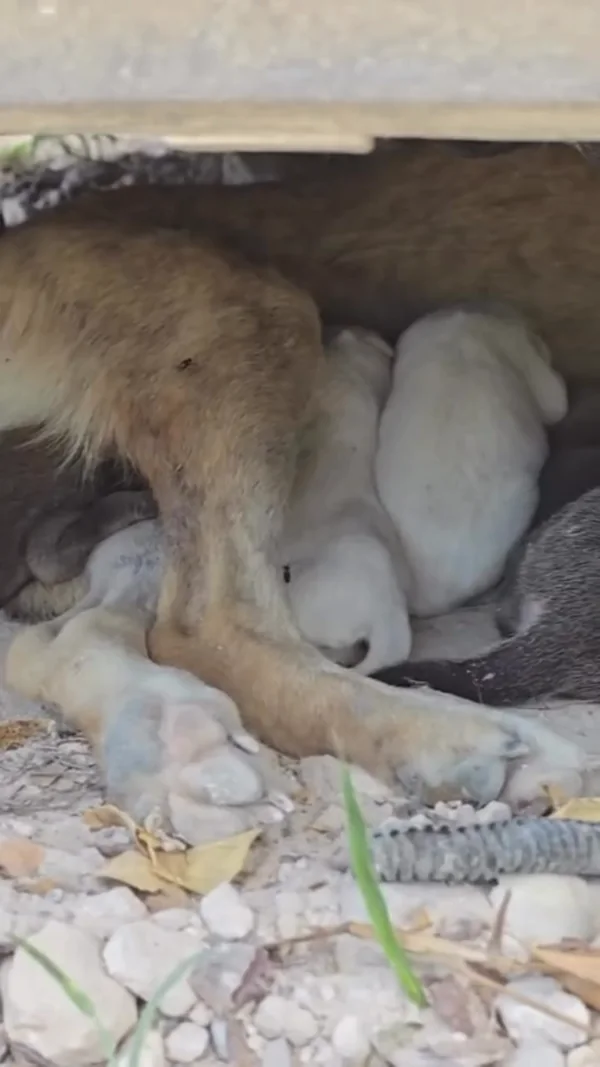 A thin tan momma dog nursing her litter in the gap beneath a concrete slab
