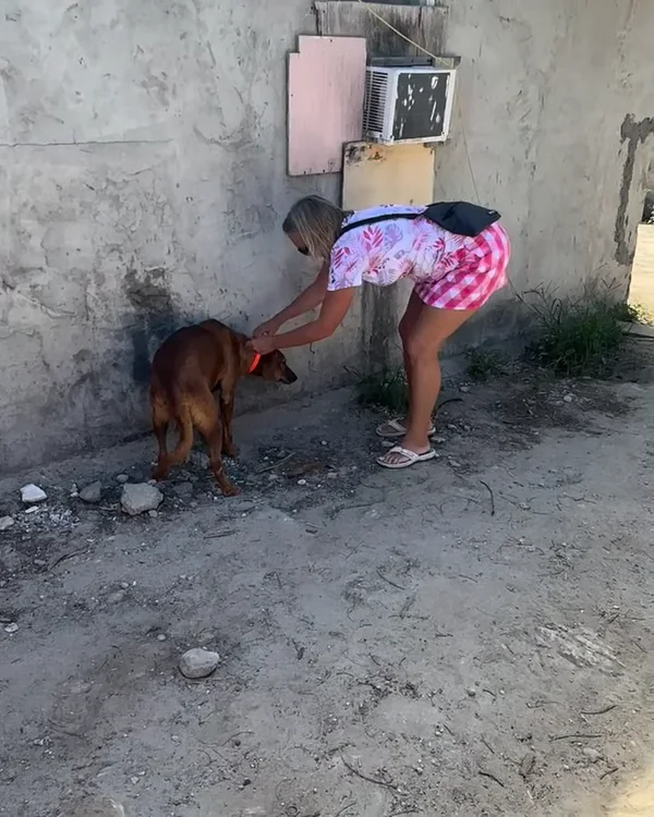 A volunteer bending down to fit an orange collar on a brown dog beside a concrete wall