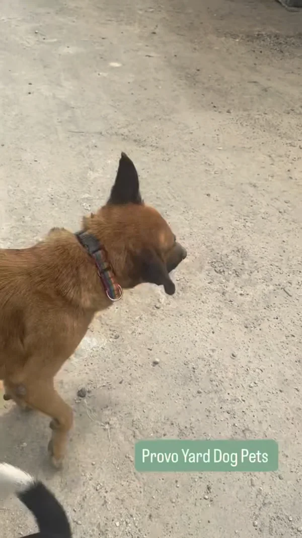 A tan yard dog in a new collar turning on a concrete yard