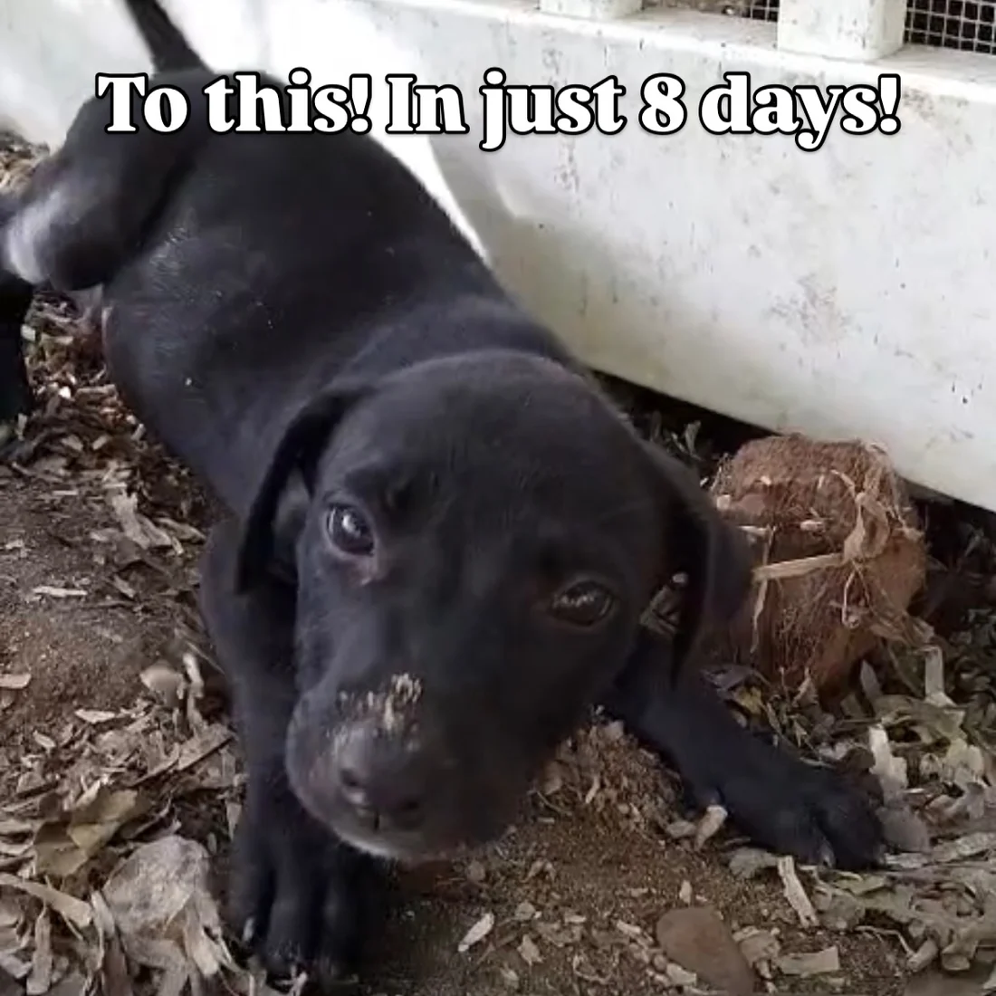 A black puppy lying in the shade of a boat hull, looking up at the camera
