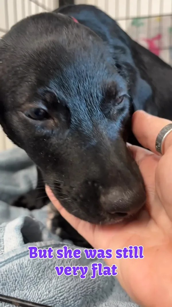 A hand cradling the head of a black puppy lying on a blanket in a crate