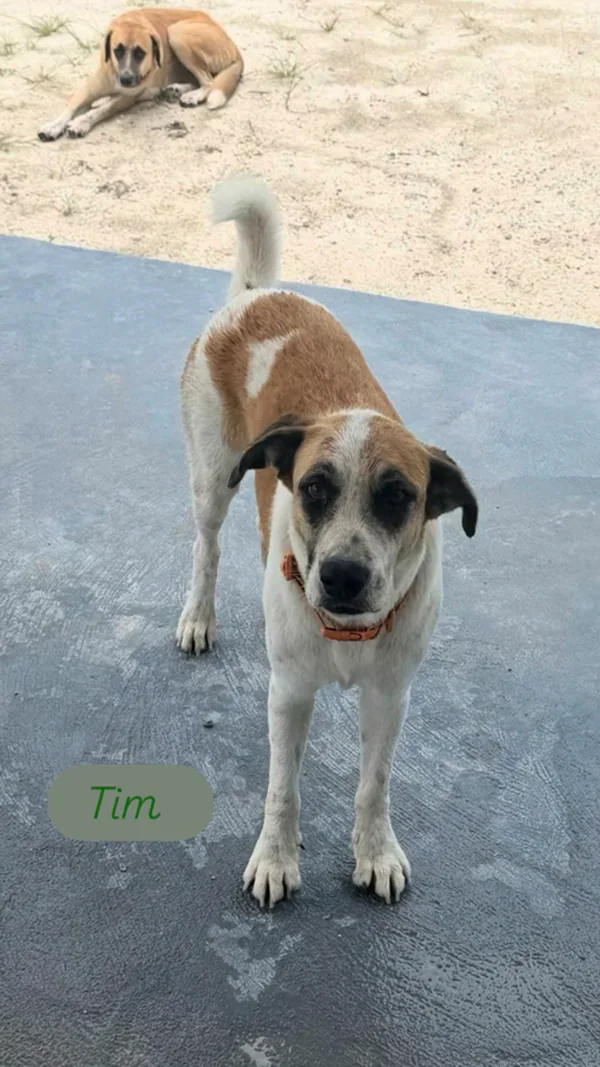 A white and tan dog called Tim standing on a driveway, another dog resting behind him
