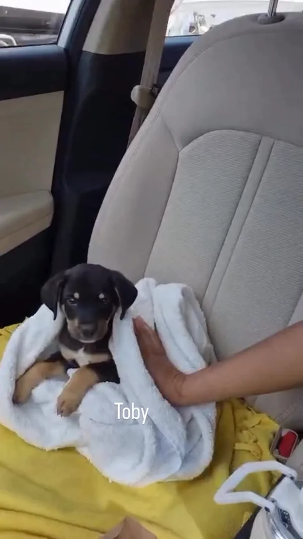 A small black and tan puppy wrapped in a white towel on a car seat