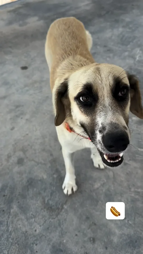 A tan and white dog looking straight up at the camera, waiting