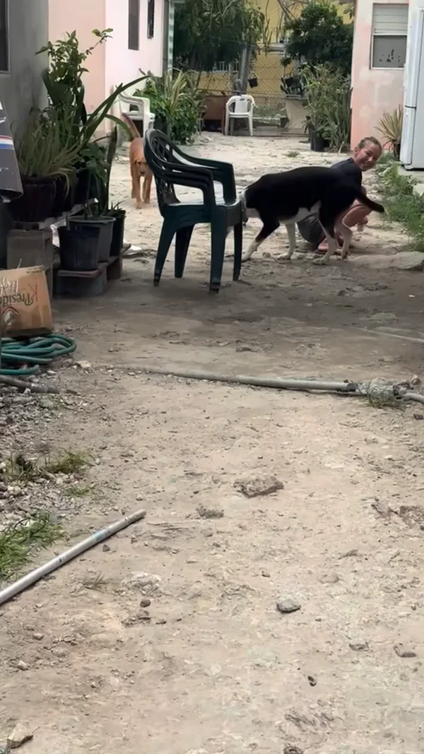 A black dog trotting over to greet a crouching volunteer in a yard